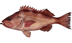 Pacific Ocean Perch