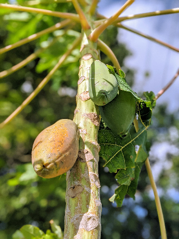 papaya tree