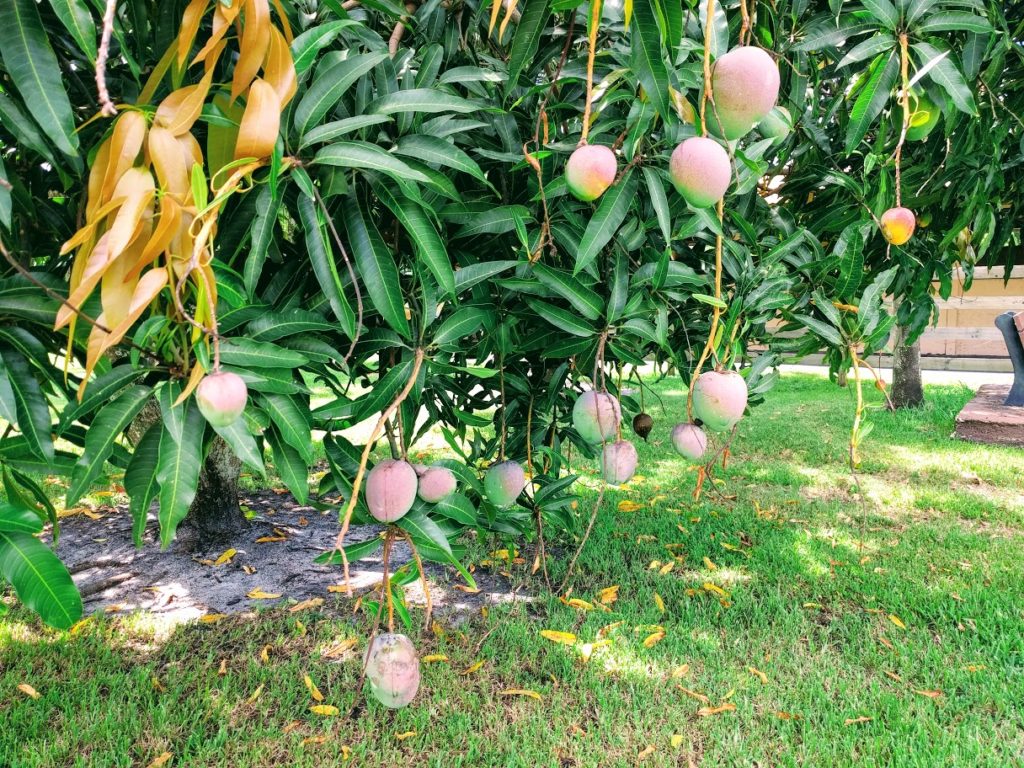 kosher cowboy mango tree